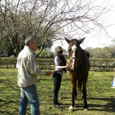 Counseling & Coaching Asistido por caballos